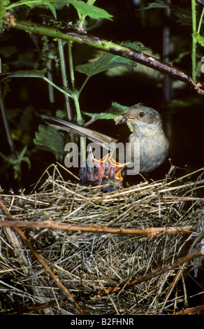 Fauvette Fauvette grisette. Sylvia communis poussins au nid d'alimentation. Anglais : Fauvette grisette : Allemand Espagnol : Curruca Zarcera Dorngrasmücke Banque D'Images