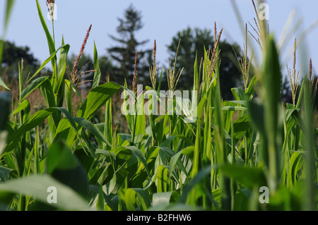 Un champ de maïs, près de six pieds de haut, s'épanouit avec les pluies d'été, l'état sanitaire des cultures, vert et presque prêt pour la récolte Banque D'Images