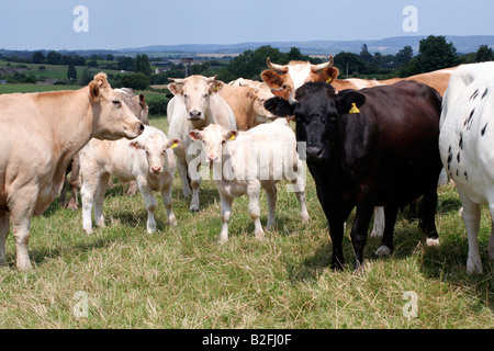 La viande de vaches allaitantes leurs veaux et le taureau à l'herbe dans le Somerset en été Banque D'Images