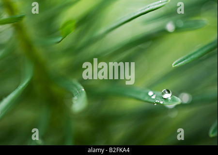 Gouttes de pluie sur les feuilles d'Euphorbia cyparissias Fens Ruby flower Banque D'Images