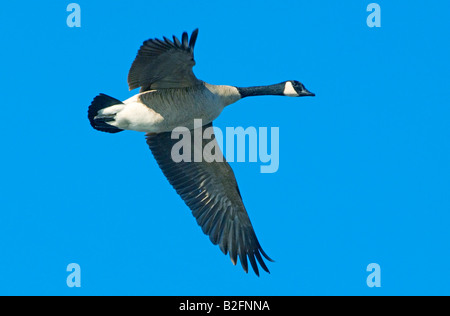 Bernache du Canada Branta canadensis battant amérique du nord Banque D'Images