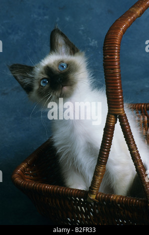 Chat Birman dans panier Banque D'Images