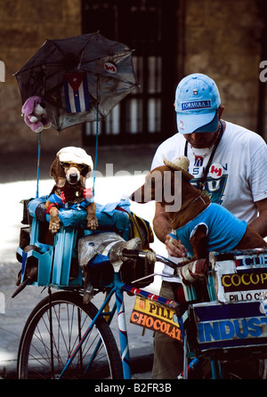 L'homme ne cubain avec ses chiens 2 astuces pour gagner de l'argent de touristes dans la vieille ville de La Havane, Cuba Banque D'Images
