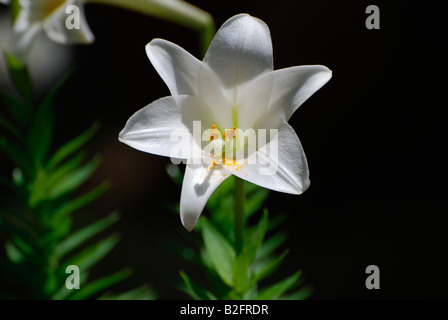 Amaryllis blanc originaire d'Afrique du Sud Western Cape Banque D'Images