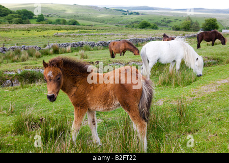 Poneys Dartmoor et poulains paissent dans le parc national du Dartmoor Devon, Angleterre Banque D'Images