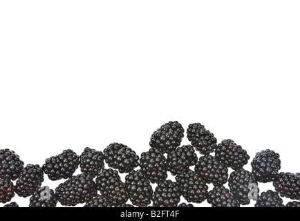 Fruits Rubas blackberry Brombeere dewberry baies noires de boysen marionberry panicule punnett fraîche sur fond blanc l'espace f Banque D'Images