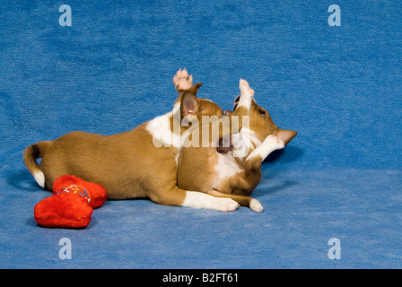 Deux chiots basenji - lecture Banque D'Images
