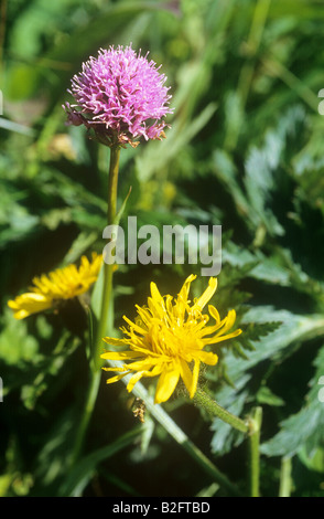 Scabious Pigeon et le pissenlit Banque D'Images