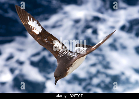 Pintado ou Cap des Pétrels ou du Cap Daption capense, Pigeon Banque D'Images