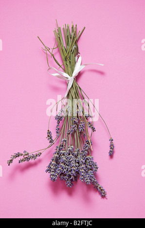 Lavandula angustifolia Lavande séchée accroché au mur close up Banque D'Images