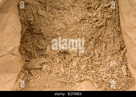 Le kava kava de Southsea POUDRE Kawa Piper methysticum Rauschpfeffer de racines de plantes médicinales racine hachkled Banque D'Images