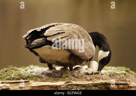 Canada Goose en nid avec des oeufs / Branta canadensis Banque D'Images