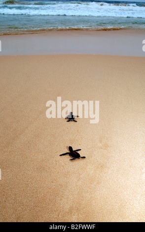 Les jeunes tortues vertes sur une plage ayant été issues des œufs à une écloserie de tortues sur la côte sud du Sri Lanka. Banque D'Images