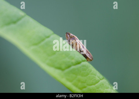 Philaenus spumarius commun Froghopper au repos sur une feuille Banque D'Images