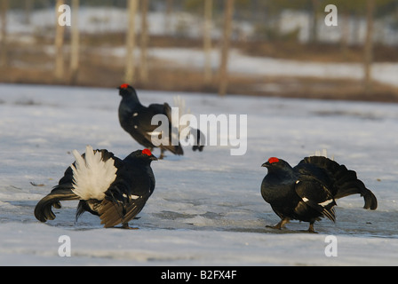 Trois Tétras (mâle) - Louie pwerle dans la neige / Tetrao tetrix Banque D'Images