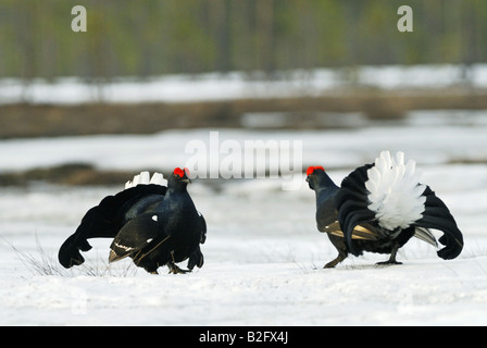 Deux Tétras (mâle) - combats en neige / Tetrao tetrix Banque D'Images