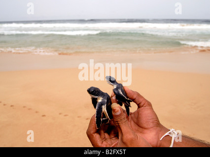 Les jeunes tortues vertes sur une plage ayant été issues des œufs à une écloserie de tortues sur la côte sud du Sri Lanka. Banque D'Images