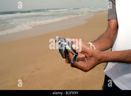 Les jeunes tortues vertes sur une plage ayant été issues des œufs à une écloserie de tortues sur la côte sud du Sri Lanka. Banque D'Images