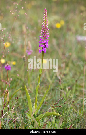 Orchidée parfumée commun Gymnadenia conopsea plante en fleur Banque D'Images