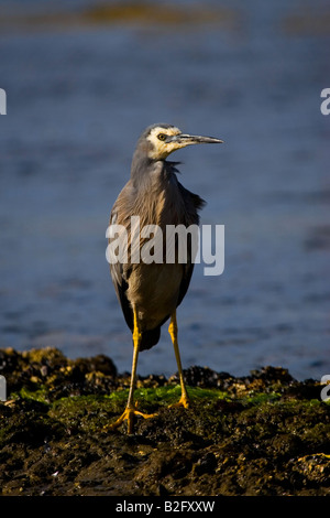 Face blanc Héron. Egretta novaehollandiae Banque D'Images