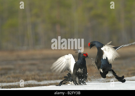 Deux Tétras (mâle) - combats en neige / Tetrao tetrix Banque D'Images