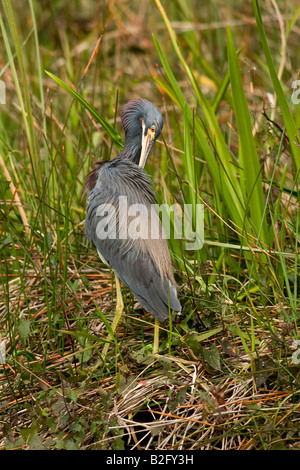 Aigrette tricolore (Egretta tricolor) Banque D'Images