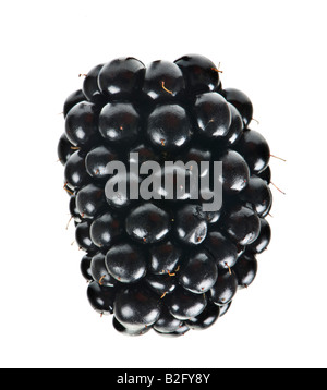 Fruits Rubas blackberry Brombeere dewberry baies noires de boysen frais marionberry sur fond blanc Banque D'Images