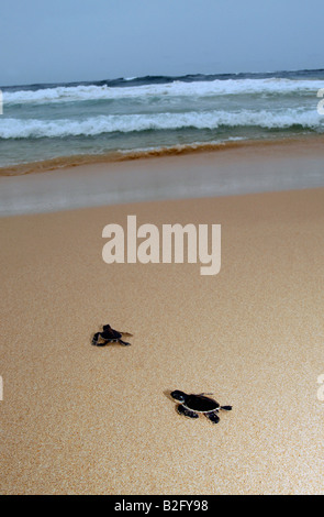 Les jeunes tortues vertes sur une plage ayant été issues des œufs à une écloserie de tortues sur la côte sud du Sri Lanka. Banque D'Images