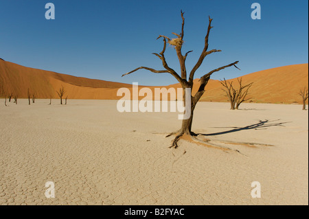Dead vlei namibie arbre Banque D'Images