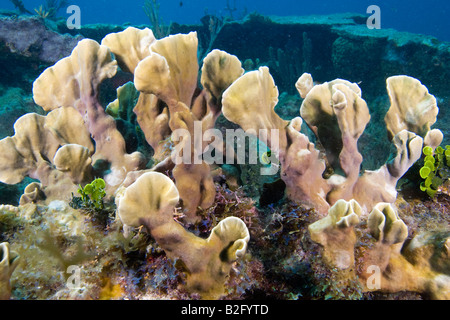 Blade Fire Coral croissant sur un naufrage Florida Keys Banque D'Images