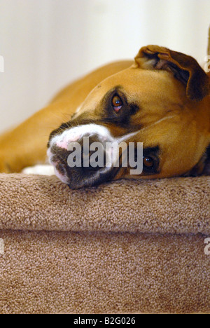 Une race mélangée Boxer bulldog américain portant sur la moquette des escaliers. Banque D'Images