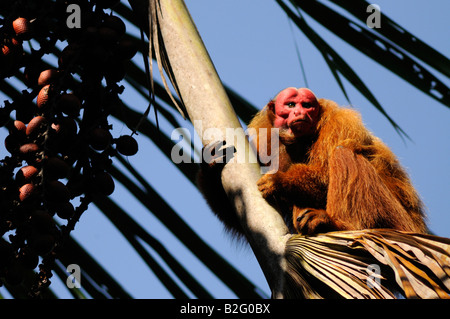 Singe Cacajao calvus UAKARI rouge sauvage ucayalii Banque D'Images