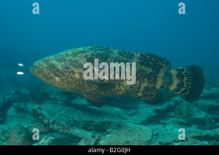 Goliath Grouper, Epinephelus itajajara, une espèce en voie de disparition Banque D'Images