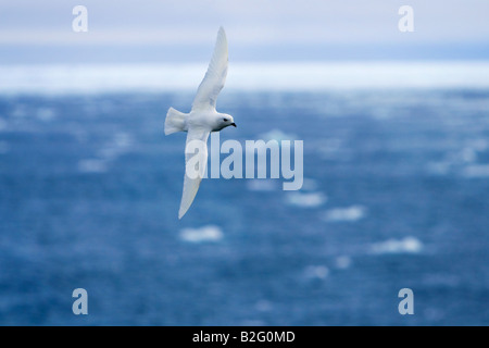 Pétrel des Neiges Pagodroma nivea, volant au-dessus de l'Antarctique l'Océan Austral Banque D'Images