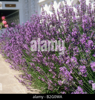 / Lavande Lavandula angustifolia Banque D'Images