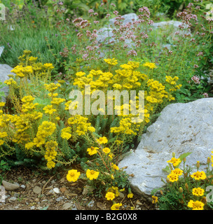 Jaune Crooked Stonecrop dans entre pierres / Sedum rupestre Banque D'Images