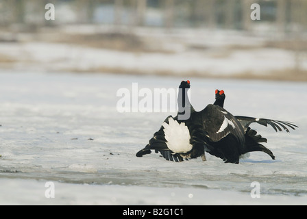 Deux Tétras (mâle) - combats en neige / Tetrao tetrix Banque D'Images