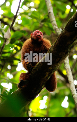 Singe Cacajao calvus UAKARI rouge sauvage ucayalii Banque D'Images