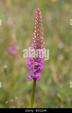 Orchidée parfumée commun Gymnadenia conopsea close-up de fleur Banque D'Images