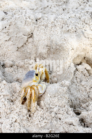 Le crabe fantôme atlantique (Ocypode quadrata) à Assateague Island National Seashore, Maryland Banque D'Images