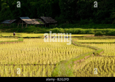 Champs de riz nouvellement plantés près de Pai dans le Nord de la Thaïlande Banque D'Images