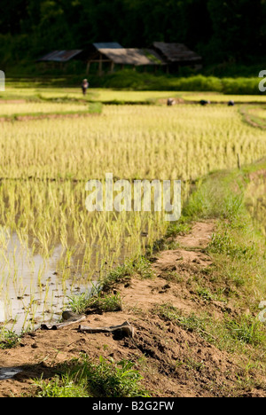 Champs de riz nouvellement plantés près de Pai dans le Nord de la Thaïlande Banque D'Images