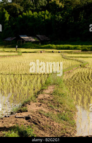 Champs de riz nouvellement plantés près de Pai dans le Nord de la Thaïlande Banque D'Images