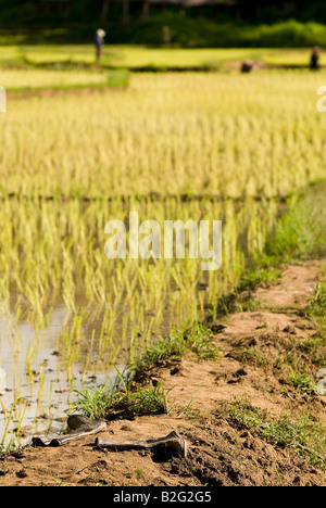 Champs de riz nouvellement plantés près de Pai dans le Nord de la Thaïlande Banque D'Images