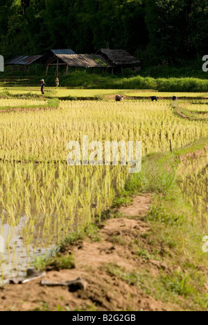 Champs de riz nouvellement plantés près de Pai dans le Nord de la Thaïlande Banque D'Images