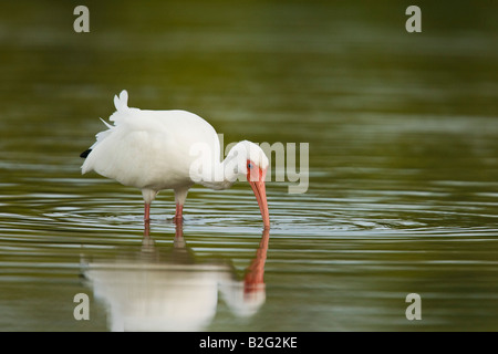 Ibis blanc (Eudocimus albus) Banque D'Images