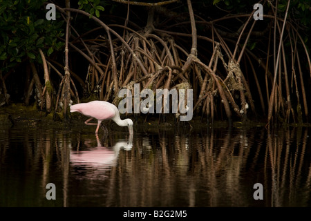 Roseate Spoonbill (Ajaia ajaja) pataugeant dans l'eau de mangrove dans l'arrière-plan Banque D'Images