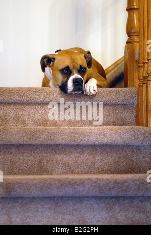 Une race mélangée Boxer bulldog américain portant sur la moquette escaliers Banque D'Images