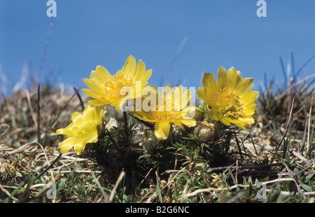 Adonisroeschen fruehlingsadonisroeschen Adonis vernalis adonis du printemps printemps des faisans eye ojo de perdiz Banque D'Images