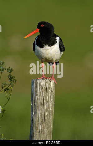 Austernfischer huîtrier Haematopus ostralegus Palaearctic Texel Niederlande Pays-bas Europa europe Banque D'Images